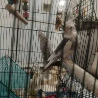 عروس سالم سخنگو