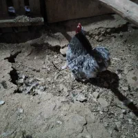 خروس|حیوانات مزرعه|هشتگرد, خور|دیوار