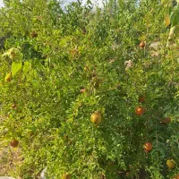 باغ-فروشی-قیمت-مناسب