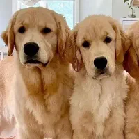 سگ گلدن رتریور توله گلدن رتریور دماهه|سگ|شیراز, ارم|دیوار