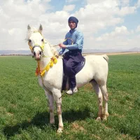 خریدوفروش اسب و پانسیون(چک معتبر)