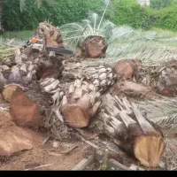 قطع نخل رایگان