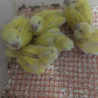 جوجه سرلاکی راهب .گرینچیک .عروس