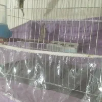 جفت سهره