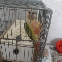 جفت طوطی گرینچیک مولد