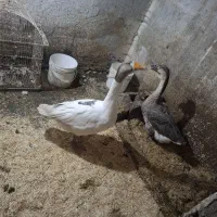 قوغاز|حیوانات مزرعه|ارومیه, |دیوار