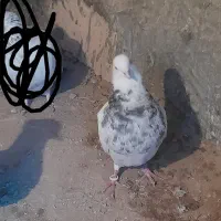 طوقی|پرنده|چهاردولی, |دیوار