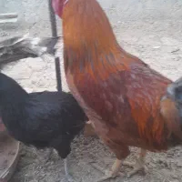 خروس محلی جوان هر کدوم ۳ کیلو گرم|حیوانات مزرعه|قیدار, |دیوار