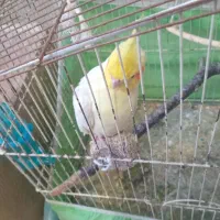 عروس هلندی جفت مولد|پرنده|گرگان, |دیوار