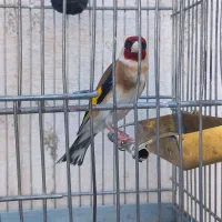 سهره نر