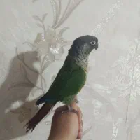 گیرینچیک فول دستی سخنگو با لوازم|پرنده|رباط‌کریم, مسکن مهر آبشناسان|دیوار