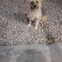 سگ پا کوتاه|سگ|ساری, |دیوار