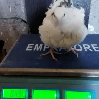 پیش فروش جوجه بلدرچین وایت|حیوانات مزرعه|بابکان, |دیوار