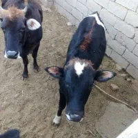 گوساله فروشی در کوار