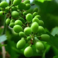 غوره