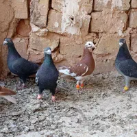 کفتر ضدوخردی