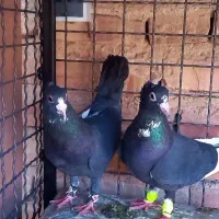 کفتر.|پرنده|کوهبنان, |دیوار