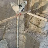 کبوتر|پرنده|آبیک, |دیوار