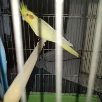 عروس هلندی 2ساله
