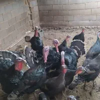 بوقلمون محلی جوان|حیوانات مزرعه|همدان, |دیوار