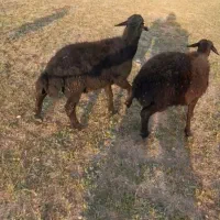 قوچ قزل هترو