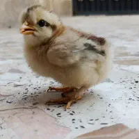 جوجه گلین و برهما دورگه|حیوانات مزرعه|قم, حنیف نژاد|دیوار