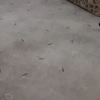 موکت|موکت|مشهد, ایمان|دیوار