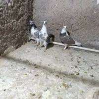 سه عدد کفتر ماده|پرنده|خاوران, |دیوار