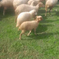 گوسفند زنده|حیوانات مزرعه|رشت, سیا اسطلخ|دیوار