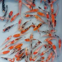 ماهی کوی نژاد