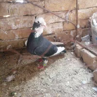 کفتر|پرنده|تربت‌حیدریه, پائین ولایت|دیوار