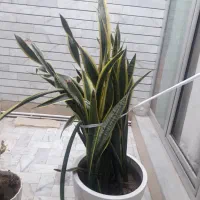 گلدان طبیعی