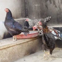 مرغ وخروس|حیوانات مزرعه|محمدشهر, عباس آباد|دیوار