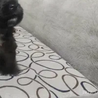 سگ شیتسو مشکی گم شده