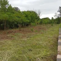 خدمات باغبانی علفتراشی|خدمات باغبانی و درختکاری|رودسر, |دیوار