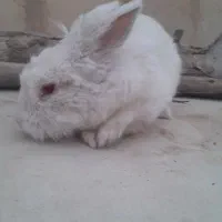 خرگوش سفید