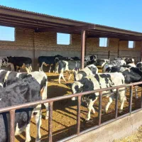 تعدا ۳۰ راس جوانه داشتی|حیوانات مزرعه|تربتحیدریه, رضاشهر|دیوار