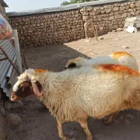 ورن به شرط پرش|حیوانات مزرعه|اسلامآباد غرب, |دیوار