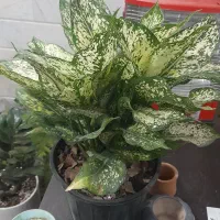 انواع گل گیاه تخفیف روز مادر