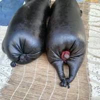 هیزه جای روغن حیوانی