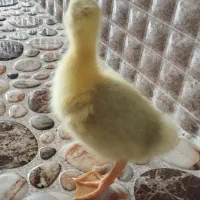 جوجه غاز هفت روزه
