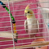 عروس هلندی|پرنده|قم, نخودی|دیوار