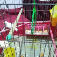 فنچ قناری مرق عشق طوطی برزیلی