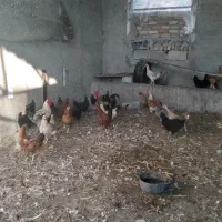 تخم مرغ محلی ارگانیک|خوردنی و آشامیدنی|آق قلا, |دیوار