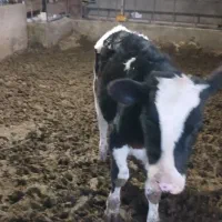 گوساله نره|حیوانات مزرعه|بوئین زهرا, |دیوار