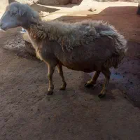 گوسفند