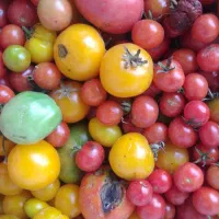 فروش گوجه فرنگی