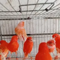 قناری سهره|پرنده|ساوه, |دیوار