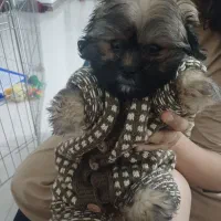 سگ ۳ماهه نژادپودل