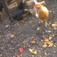 مرغ و خروس رسمی|حیوانات مزرعه|یزد, |دیوار